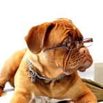 Studying Dog with Glasses